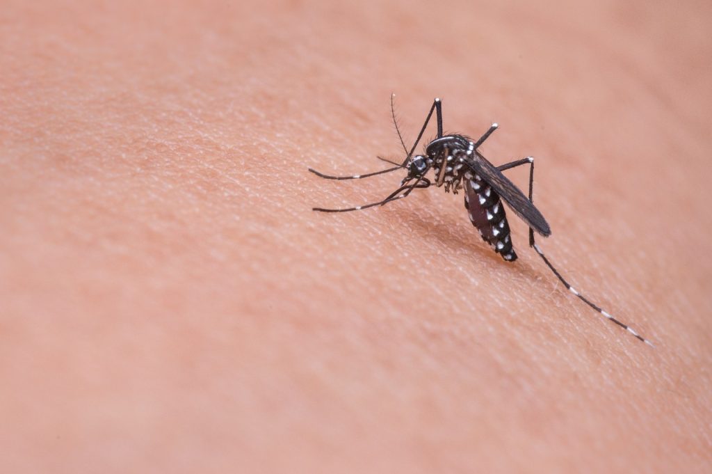 Les piqures moustiques bebe : comment les traiter ?