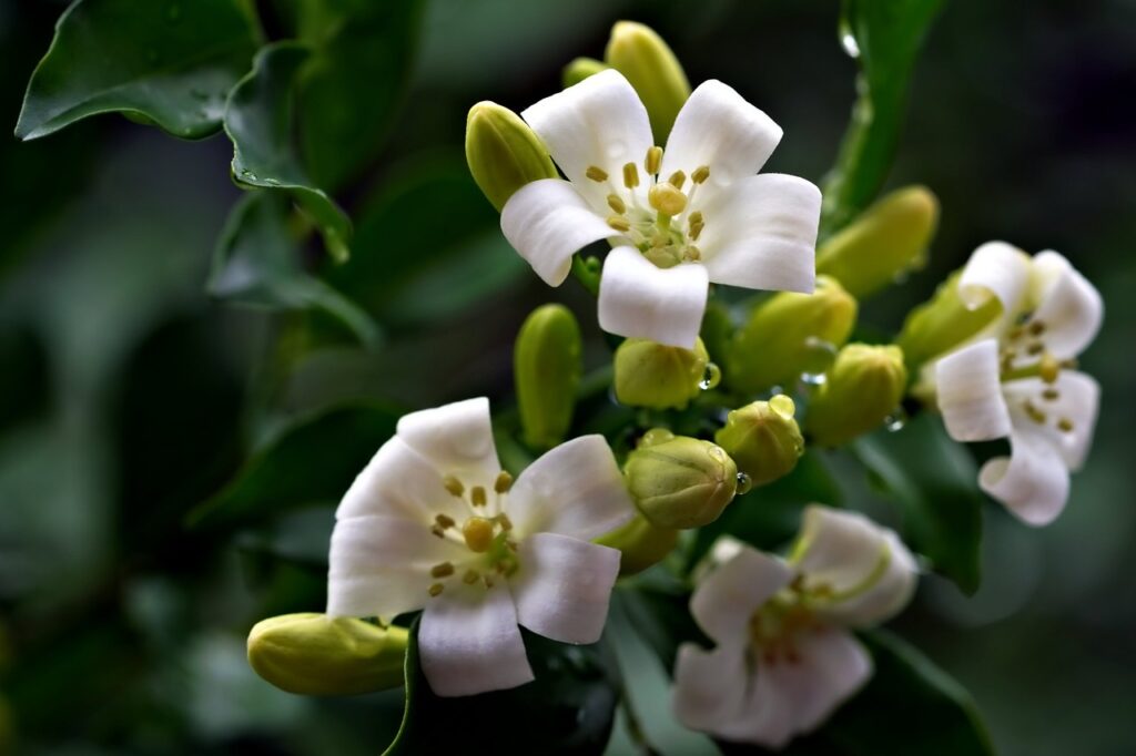 La fleur d’oranger pour bébé : bienfaits et utilisations